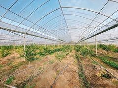 -海上花岛玫瑰园采摘