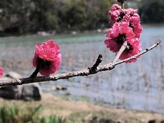 -金鸡湖桃花岛