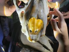 -深圳野生动物园