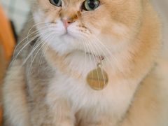 -猫在这儿猫咪咖啡馆·撸猫馆