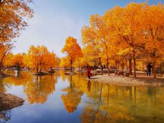 -金塔沙漠胡杨林景区