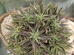 -龙大花卉苗木市场