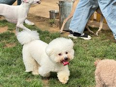 -趣玩宠物乐园寄养训犬训狗游泳池