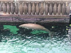 -悉尼海洋生物水族馆