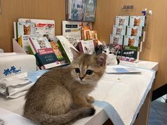 -pd派德宠物中心医院24H急重症·眼科中心·血液透析中心(嵩山北路店)