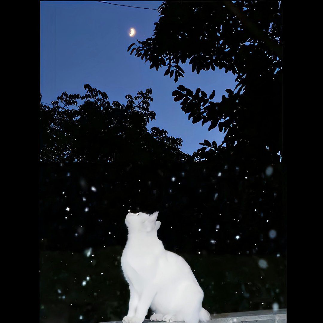 猫咪月光下优雅跳跃,神秘眼神诉说故事,毛发柔滑如丝绸.