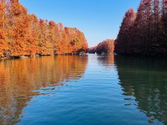 -上海海湾国家森林公园