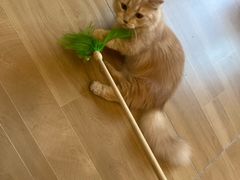 -唐小姐の私宠·宠物洗护美容·撸猫馆·购宠(周浦万达旗舰店)