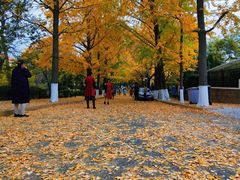 -八大关景区