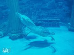 -芜湖新华联大白鲸海洋公园