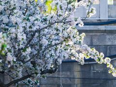 -海棠花溪(元大都城垣遗址公园)