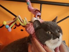 -小猫来了·猫舍(红山六九七九店)