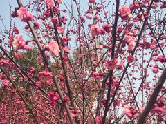 -香雪海