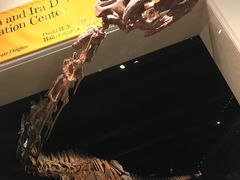 -美国自然历史博物馆