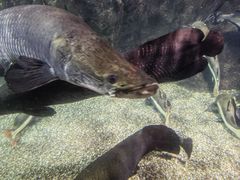 -太平洋海底世界