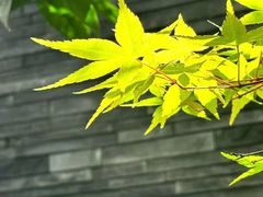 -南堂馆·新川菜(天府三街店)