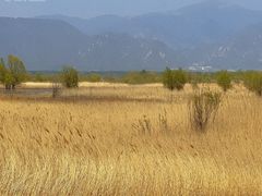 -野鸭湖国家湿地公园