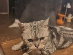 -猫猫幼稚园·撸猫·桌游·电玩