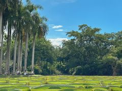-中国科学院西双版纳热带植物园