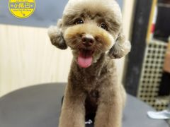 -小尾巴宠物店(万科·金域华庭店)