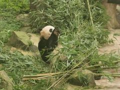 -都江堰中华大熊猫苑