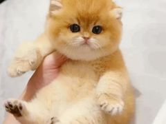 -猫十亿·布偶金渐层·曼基康矮脚猫舍(青年路店)