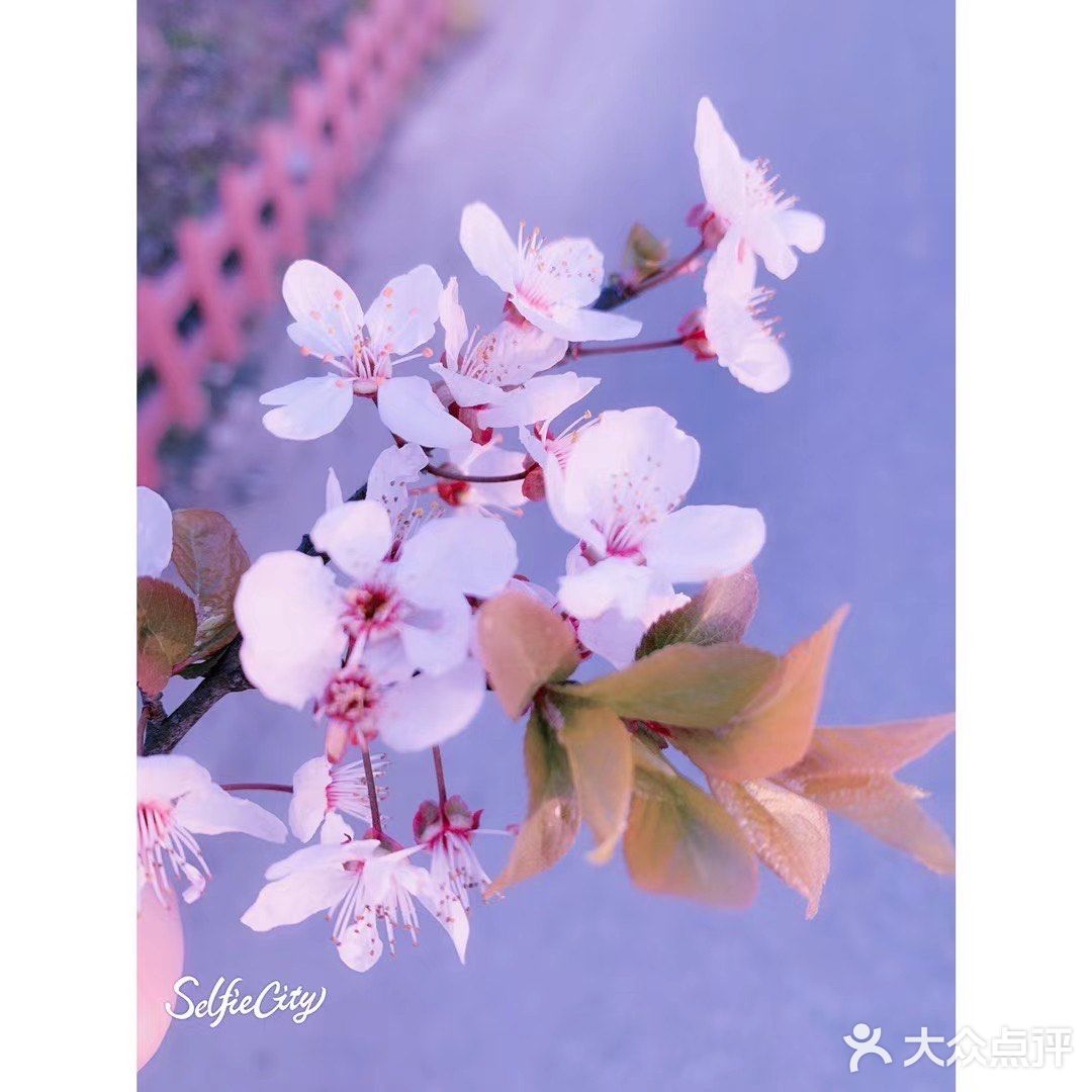 太湖佳绝处，最美在鼋头🌸
