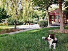 -美联众合动物医院(·中兽医·疑难杂症·严家桥分院)