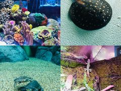 -上海海洋水族馆