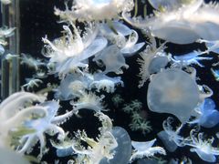 -太平洋海底世界