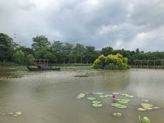 -大湾区中央湿地公园