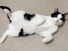 -伟伟宠物医院·CT影像中心·瑞派犬猫综合性门诊(汉口总院)