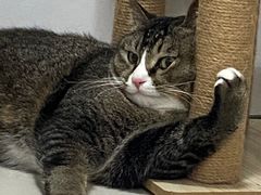 -瑞派康怡24h宠物医院·犬猫医疗中心·微创绝育(瑞景分院)