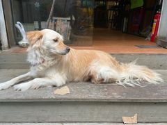 -元氏钵仔糕(北京路店)