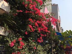 iphone_upload_pic-黄埔古港