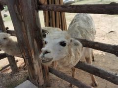 -泉州海丝野生动物世界