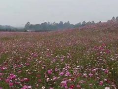 -紫颐香薰山谷景区