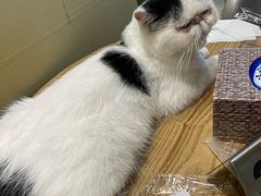 -藏猫猫咖啡主题馆(中央大道店)