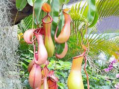 -中国科学院华南植物园