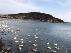 -烟墩角天鹅湖