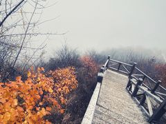 -大岭沟猕猴桃谷风景区