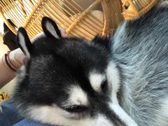 -Husky Go! 哈士奇体验馆·宠物咖啡厅狗咖