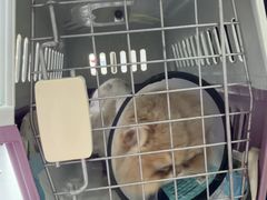 -宠颐生宠物医院·犬猫全科·皮肤科(商业街店)
