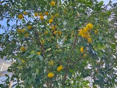 -前小桔亲子创意农场·草莓采摘·露营烧烤