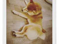 -柴迷FANS CLUB·柴犬狗咖·猫咖