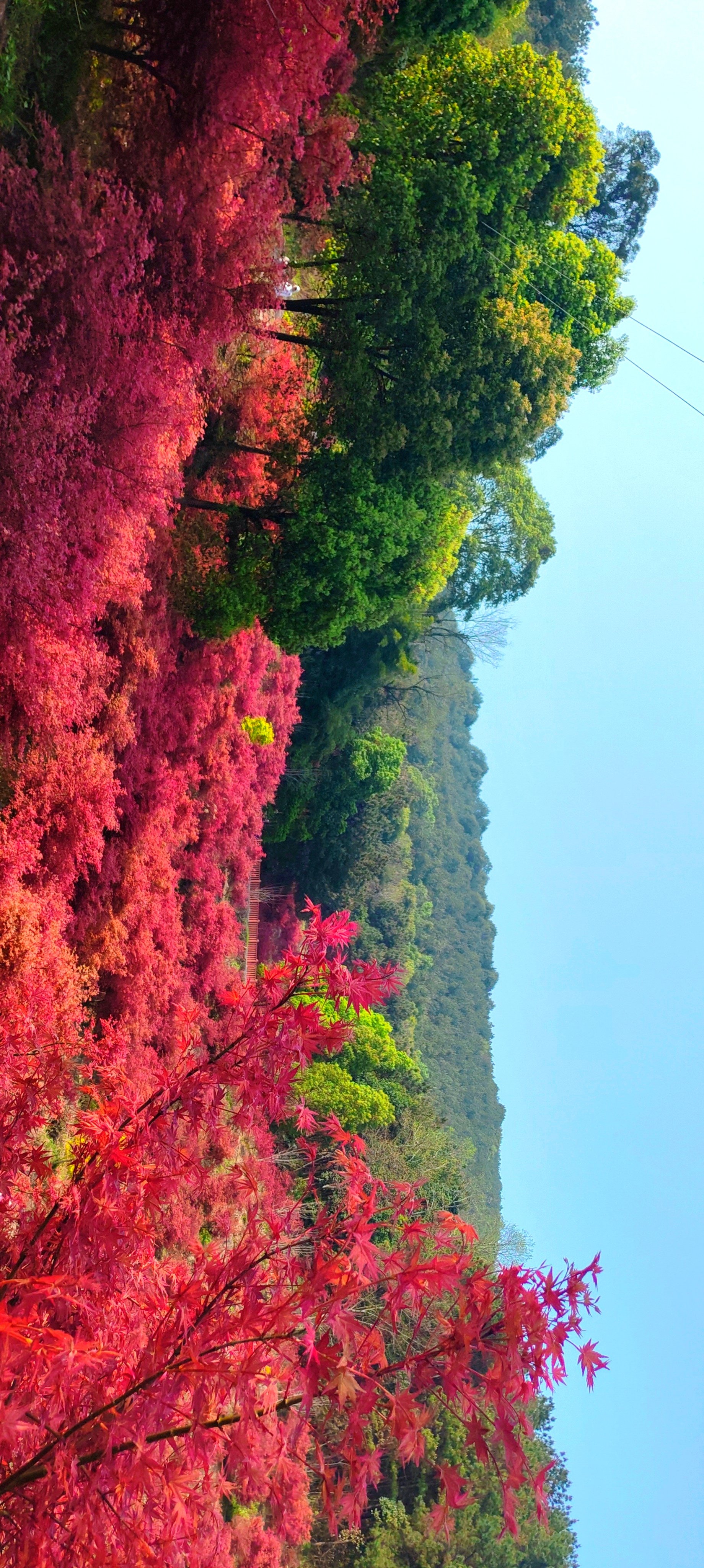 红枫树手机壁纸图片