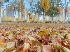 -东坝千亩湖公园