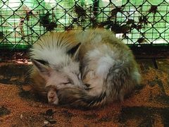 -宫城藏王狐狸村