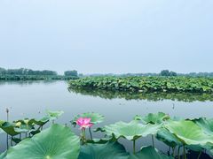 -荷花大观园