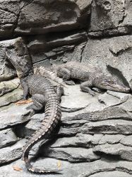 -Zoolung Zoolung动物主题公园(海信广场店)